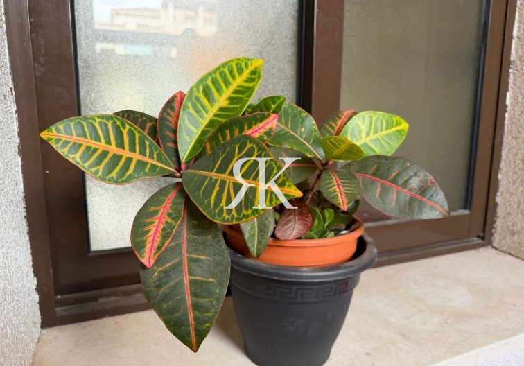 Revente - Appartement - Orihuela Costa - Las Ramblas