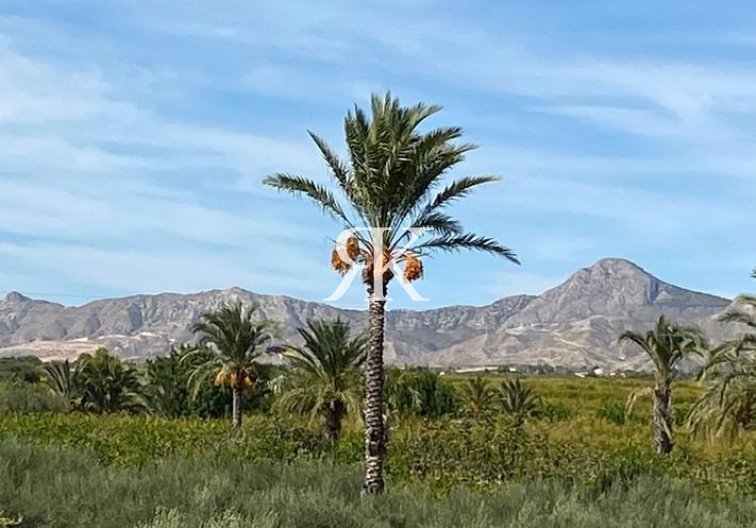 Revente - villa - Albatera - Campo De Albatera