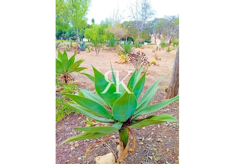 Wiederverkauf - Wohnung - Orihuela Costa - La Florida