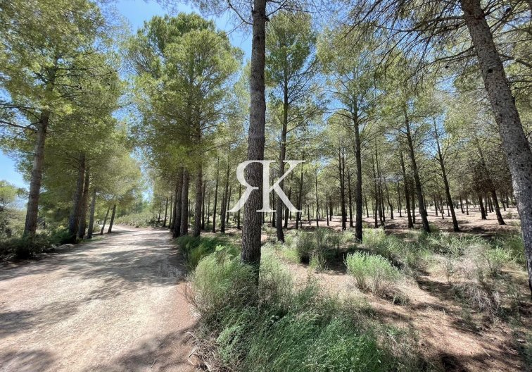 Obra Nueva - Villa independiente - Calasparra - Coto Riñales